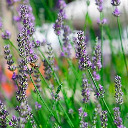 Nona Hébergement de vacances