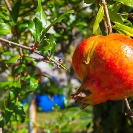 Nona Hébergement de vacances Makarska