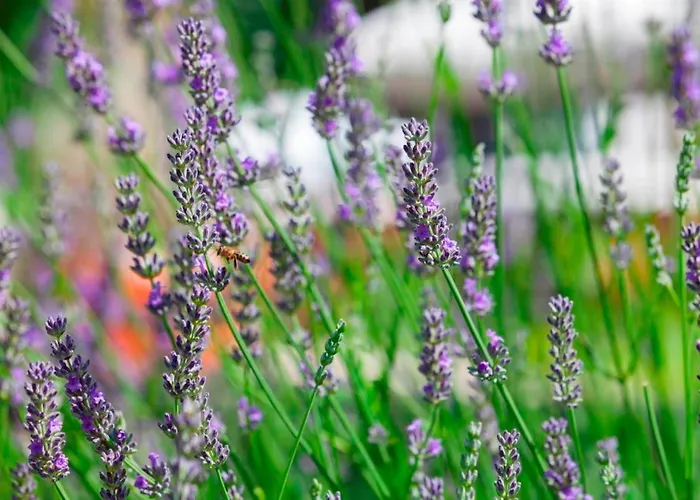 Nona בית נופש