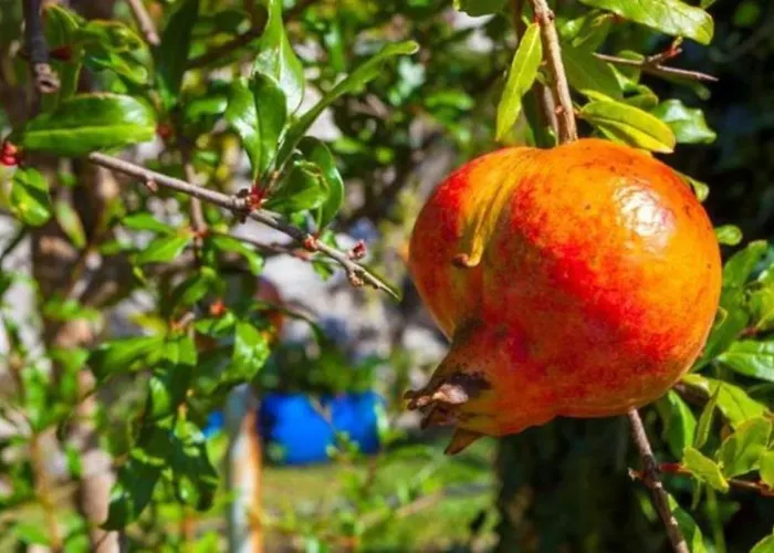 Nona Holiday home Makarska